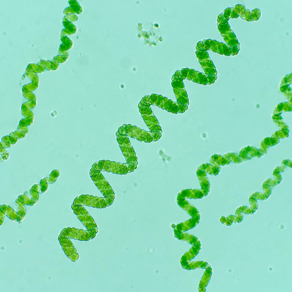 Cyanobacteria