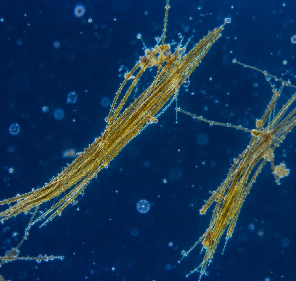 Marine microorganisms