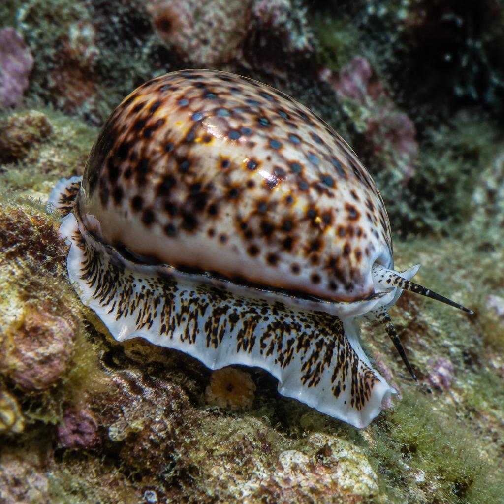 Marine mollusks