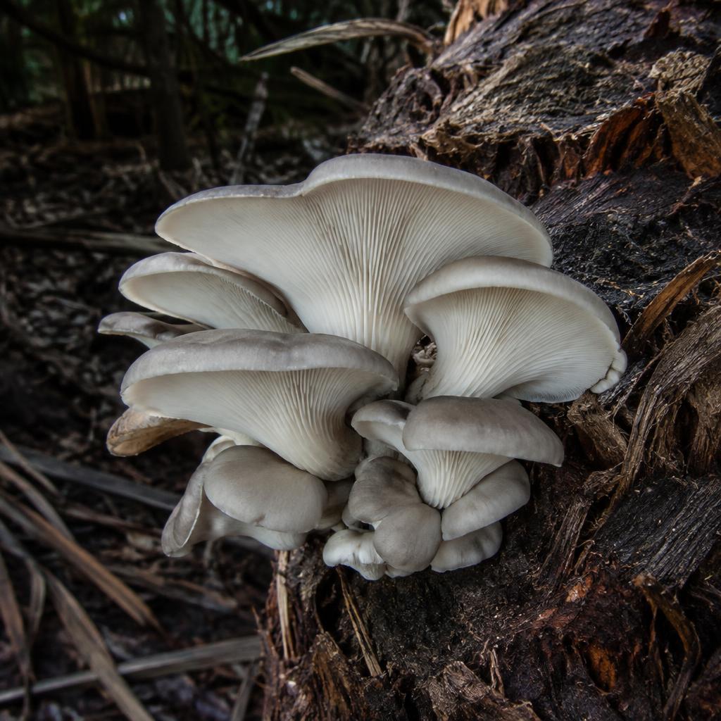 Mushrooms