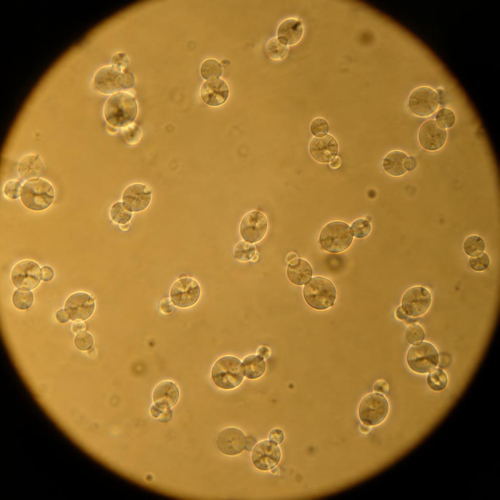 Yeasts